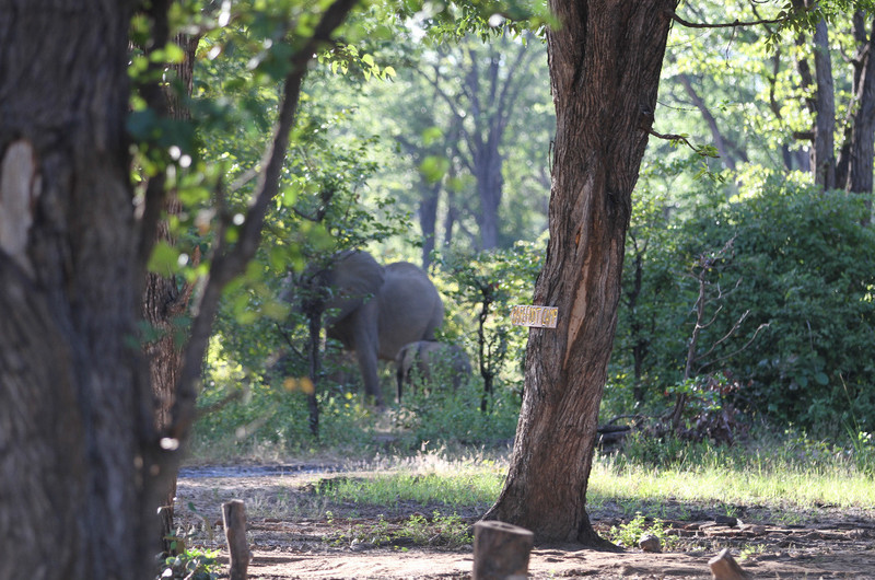 elephant near camp