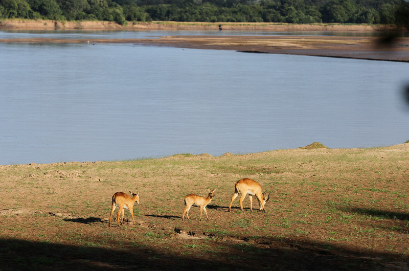 impalas near the water