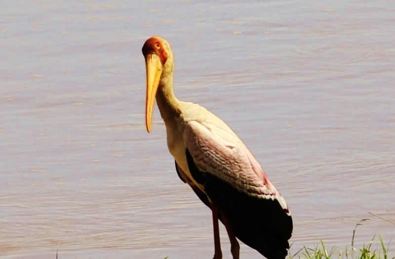 yellow billed stork