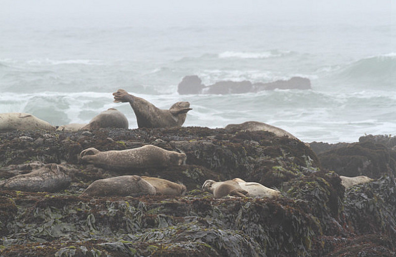 seals that have hauled out to rest