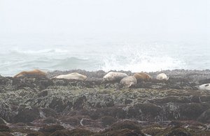seals resting