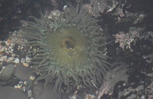another sea anemone