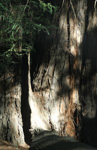 Redwoods in Pfeiffer Big Sur State Park