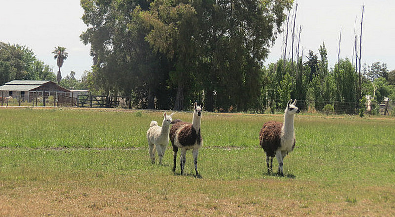 the llamas appear to be curious