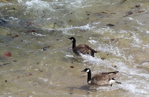 Whoa, never knew geese swam in the ocean !