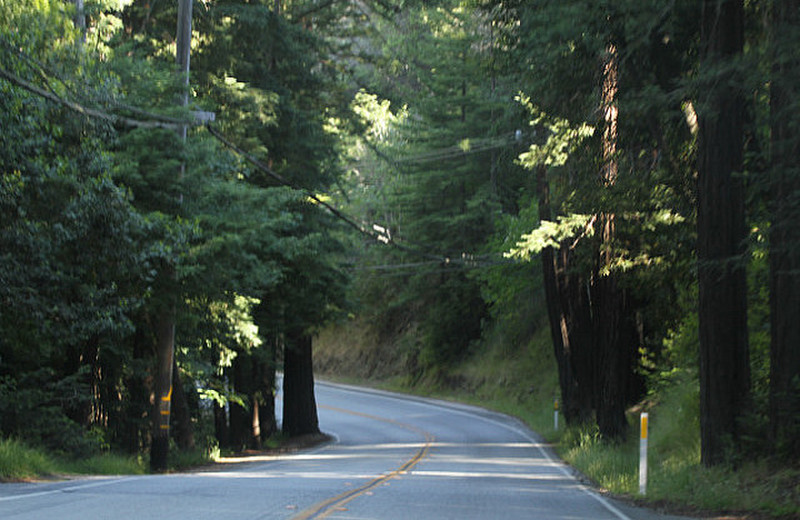 Redwoods of Big Sur