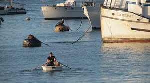 Rowing backwards toward a sea lion
