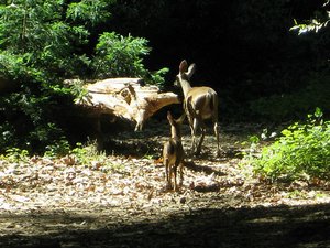 Deer along Big Sur River