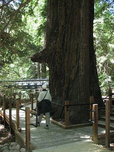 giant redwood near lodge