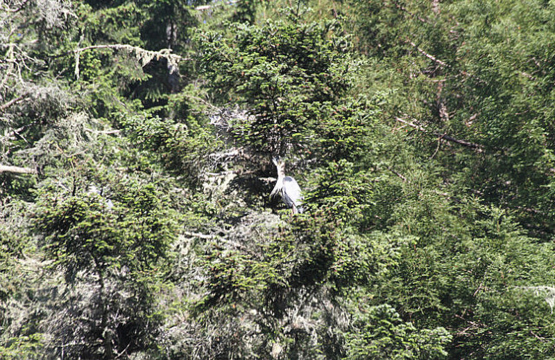 Heron rookery on the Albion river