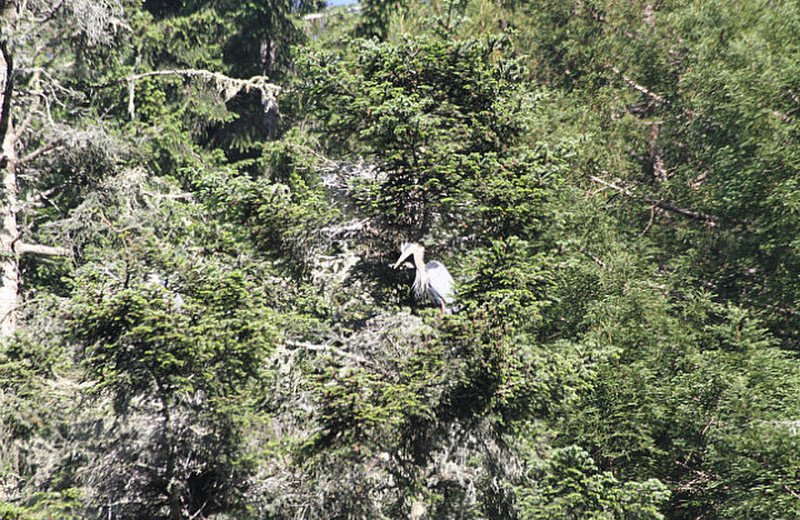 Heron rookery on the Albion river