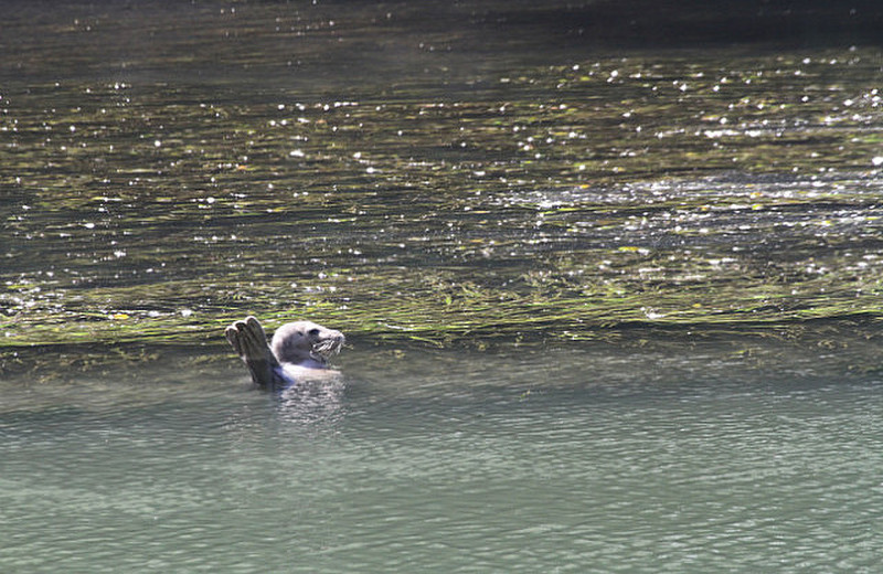 Salty otter swims in the brackish Albion River