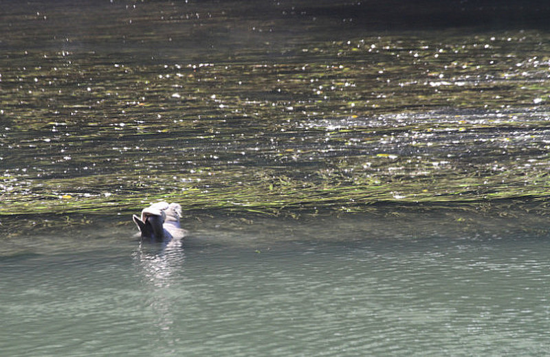 Salty otter swims in the brackish Albion River