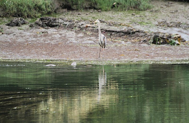 Fishing Buddies -- Otter and Great Blue Heron