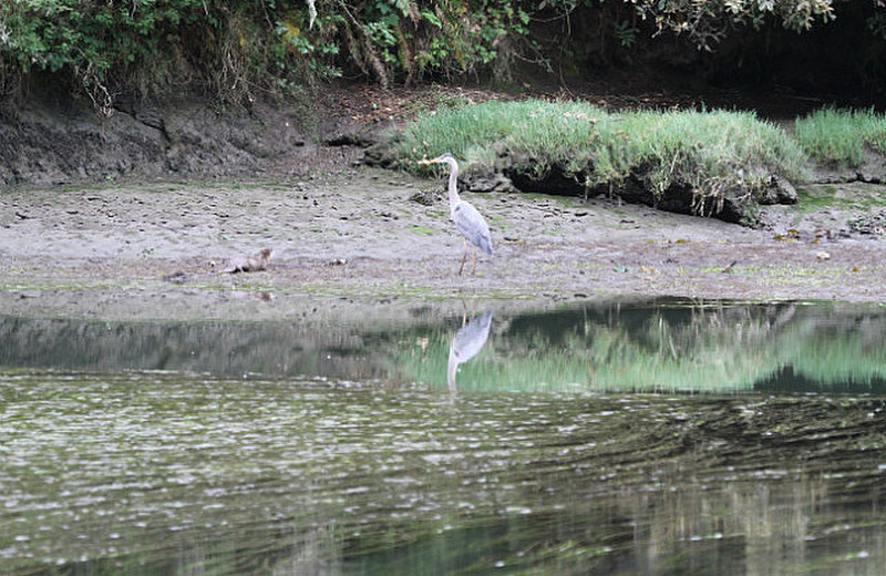 Fishing Buddies -- Otter and Great Blue Heron