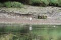 Fishing Buddies -- Otter and Great Blue Heron