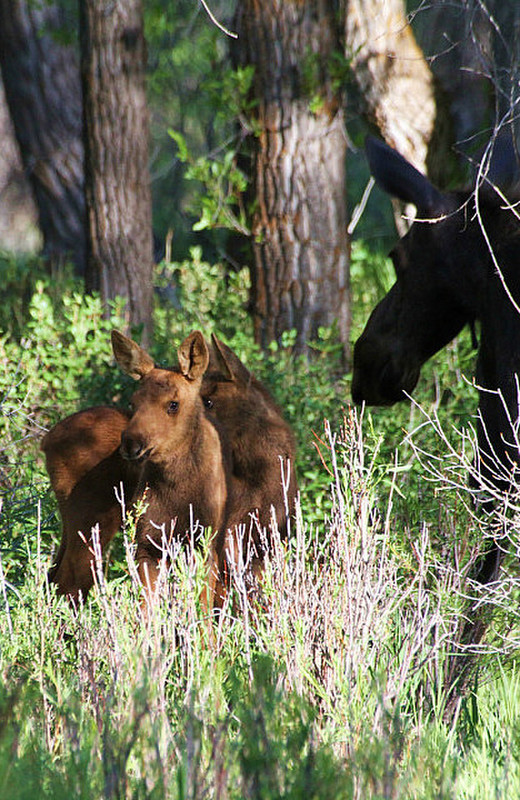 Moose with twins !