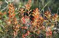 Wildflowers in June, Grand Teton