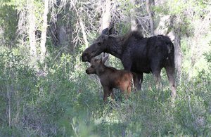 Moose with twins !