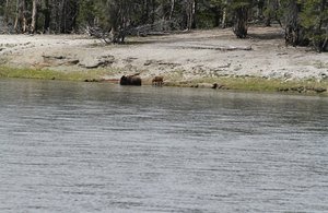 Bison cow and calf swim the Yellowstone River