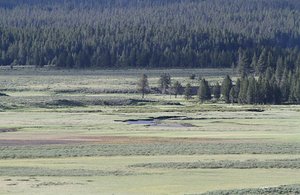 Rendezvous area for wolves, Canyon Pack