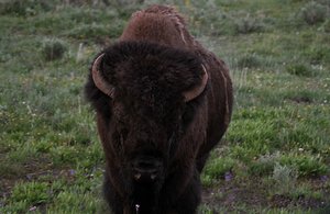 Bison bull causing &#39;Bison Jam&#39;