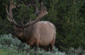 Bull Elk !