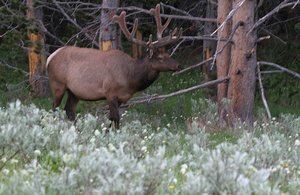 Yellowstone is Elk Country