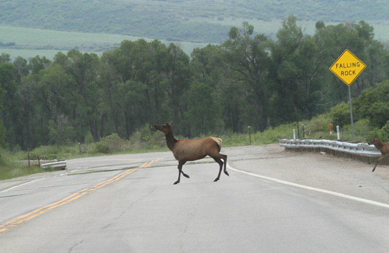 Whoa, stop, an elk !