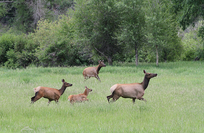 Fleeing elk with young