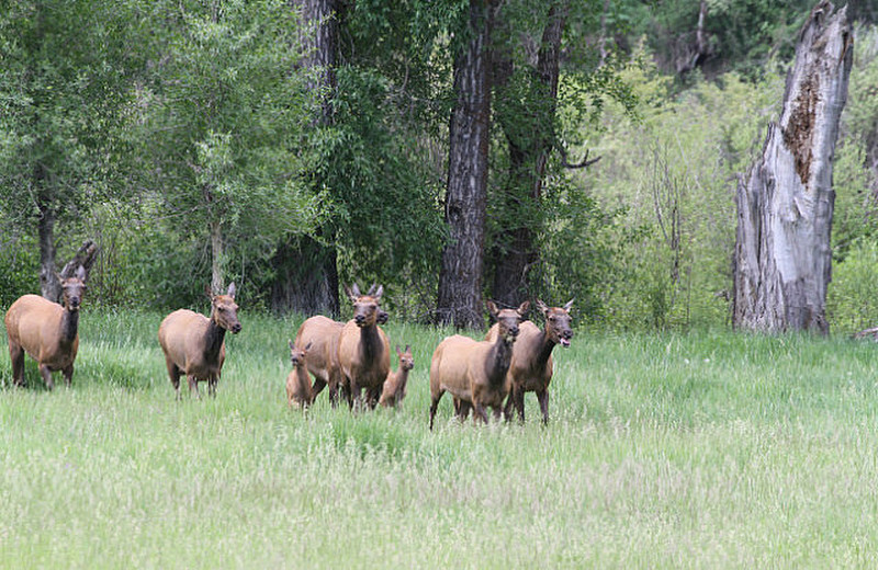 Fleeing elk with young