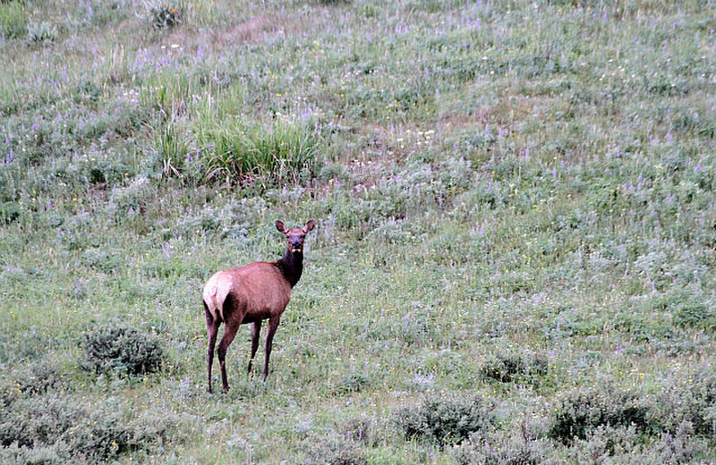 Look, a lone female elk.