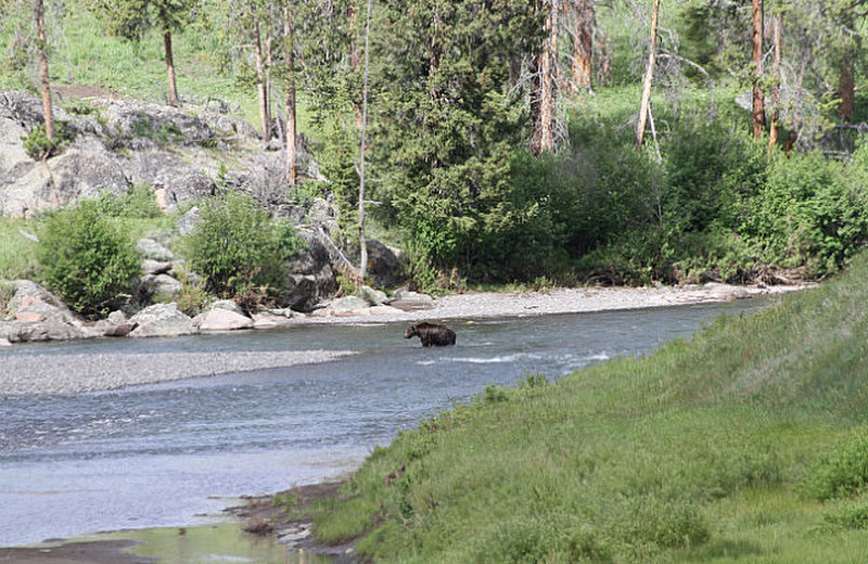 Huge Grizzly crosses the Lamar River