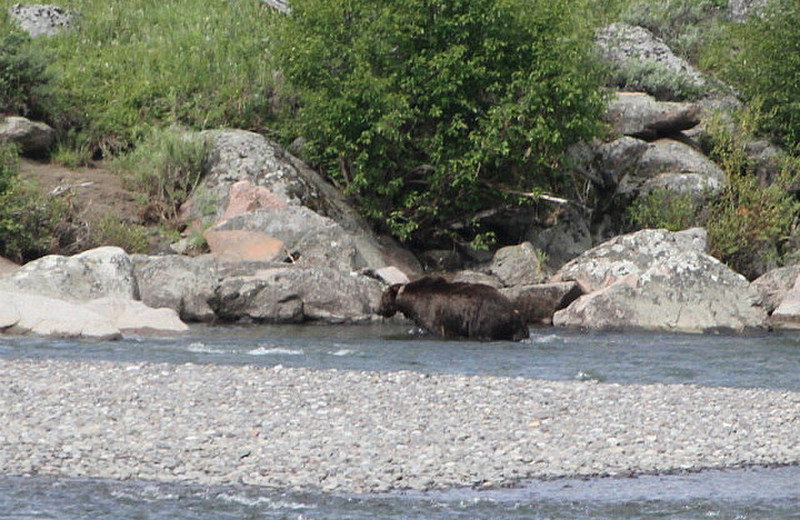 Is this Grizzly #211, aka Scarface swimming River?