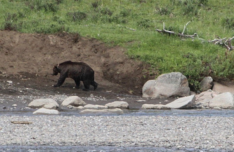 Wet grizzly gets out of river