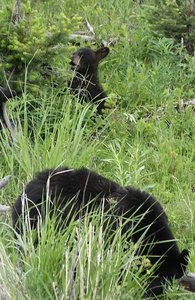 look at those ears on the cub!