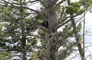 Where did Baby Bear Go?  OMG, Up That Tree!
