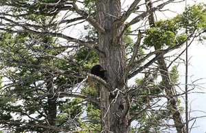 Where did Baby Bear Go?  OMG, Up That Tree!