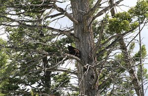 Baby Bear up the Tree