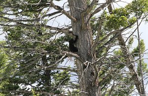 Baby Bear up the Tree