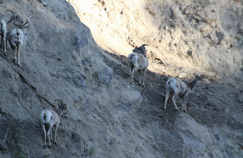 Bighorn Sheep Right by the road at Tower Falls