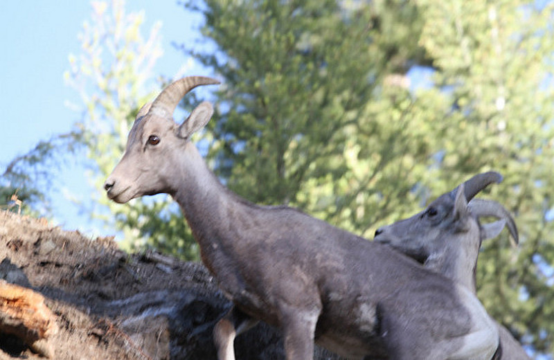 Bighorn Sheep Right by the road at Tower Falls