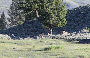 Yellowstone , Where the Antelope Play