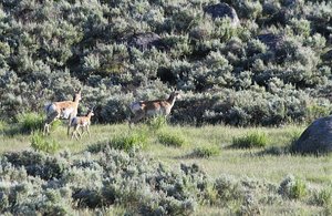 Pronghorn Antelope Guard   Young From Griz, Wolf