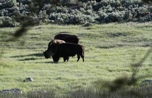Yellowstone , Where the Buffalo Roam