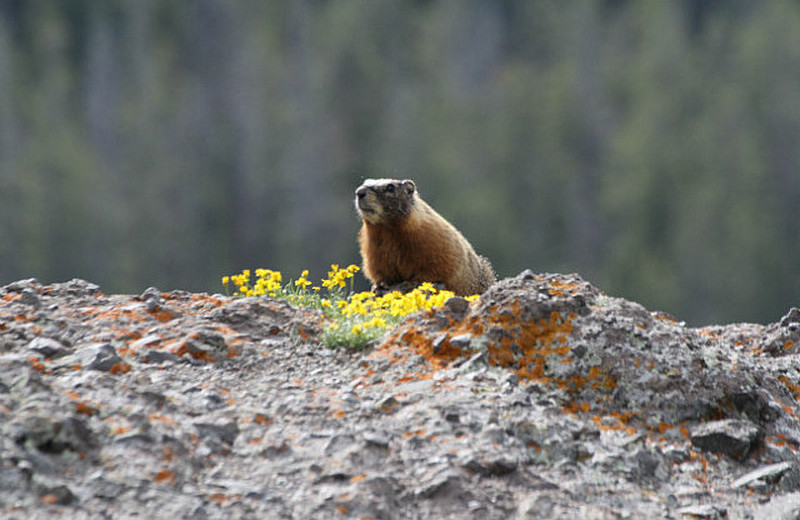 Hoary Marmot Overlook Antelope Canyon