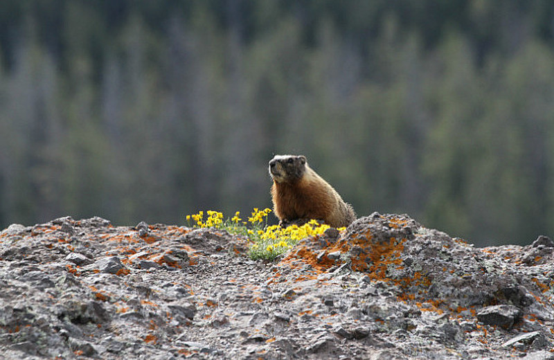 Hoary Marmot Overlook Antelope Canyon