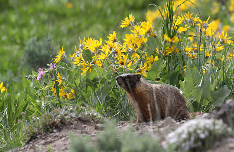 Hoary Marmot Overlook Antelope Canyon 