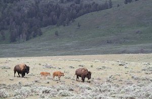 Bison with calves, note the color,hence Red Dogs