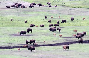 Bison Herd with young